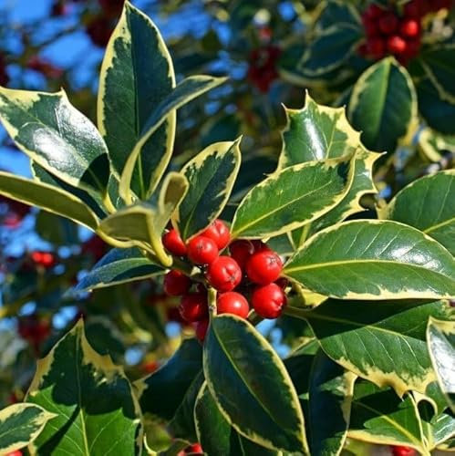 1 'Golden King' Holly Plant/Ilex aquifolium 20-30cm in 2L Pot Excellent Hedging 3fatpigs®