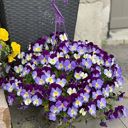 semi di viola del pensiero resistenti - giardino balcone appartamento perenni 250pcs