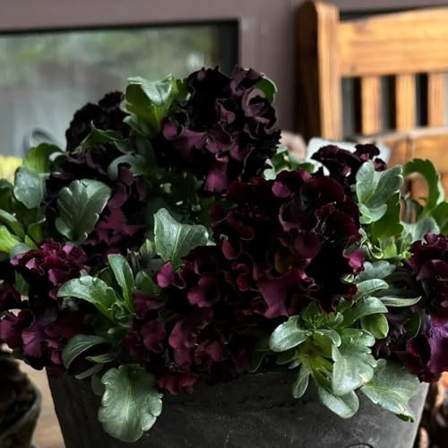 semi resistenti di viola corno, giardino roccioso Viola cornuta, giardino di regali per giardinieri to serre balcone copertura del terreno 400pcs
