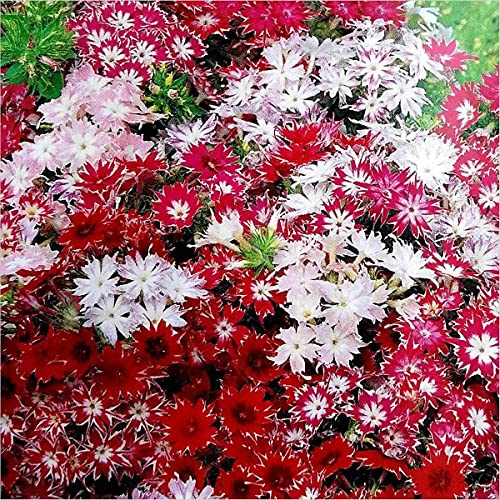 Annual Phlox Mix - Drummondii Twinkle Mix 50 Seeds Seeds ONLY