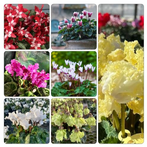 Ciclamino semi di estivi vaso d'appartamento esotiche giardino precoce selvatici balcone semi di 600pcs