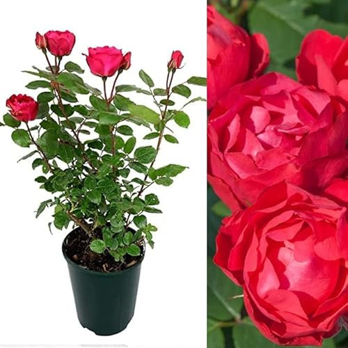 Rose Bush Cherry Bonica - Floribunda Red Rose Bush for The Garden in a 3 Litre Pot (2 Plants)