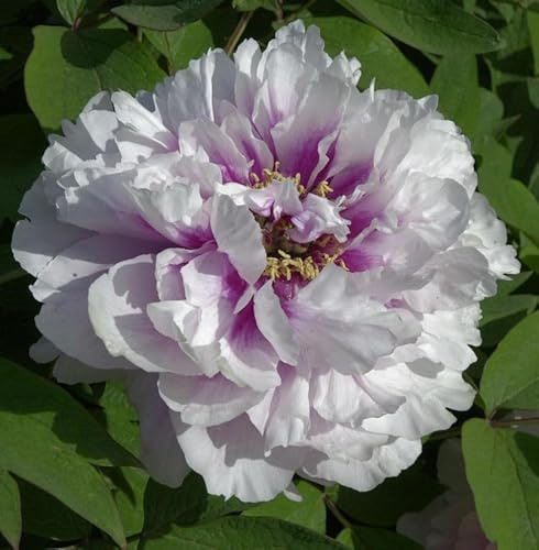 Halbstrauchige Pfingstrose Cora Louise - Paeonia itoh - lebende Gartenpflanze aus den Baumschulen