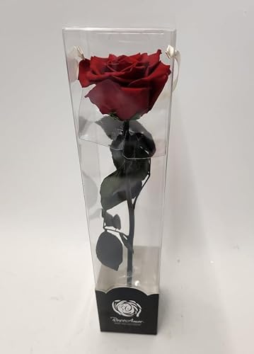 Generico Rosa Eterna Stabilizzata con Gambo, Rosso Rosa Naturale Conservata, Fiore Reale con Stelo, Rosa Stabilizzata Vera per San Valentino, Compleanno, Festa Mamma, Anniversario, Matrimonio