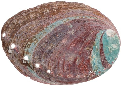 DECHOUS Coquille D'ormeau Naturelle, Brûle-Parfum et Récipient Multifonction en Coquillage, Décoration Intérieure pour Aquarium et Bureau