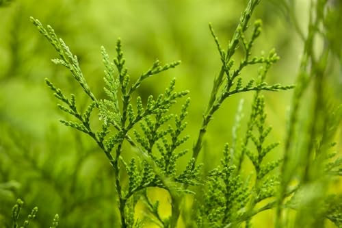Thuja plicata 'Excelsa' 175-200 cm - Riesen-Lebensbaum, immergrün, ideal als Hecke, schnellwachsend, winterhart und pflegeleicht