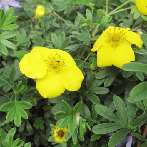 Potentilla gartensamen winterfeste pflanzensamen sträucher winterhart einfacher Anbau sommerblumen blumensamen Heilpflanzen bonsai 120samen
