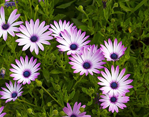 OSTEOSPERMUM ECKLONIS Sky and Ice 20 Seeds, African Daisy