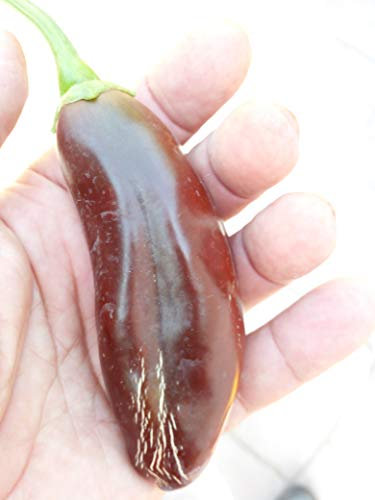 Poivron JALAPENO BROWN