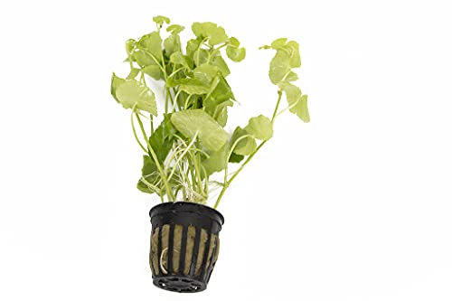 Lincolnshire Pond Plants Ltd Live Plants Tropical Aquatic Plants - Potted - Ceramic - Loose - Kits (Potted, Hydrocotyle Leucocephala)