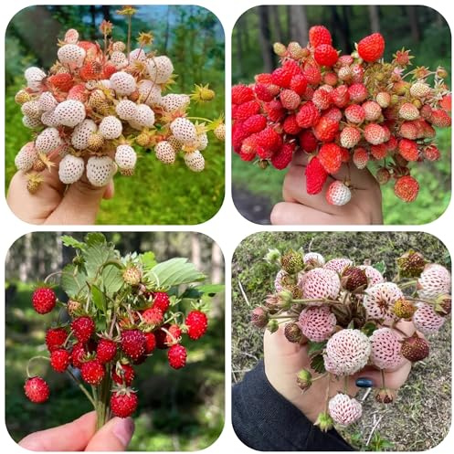 semillas de fresa silvestre perenne - balcón resistentes exóticas 350pcs