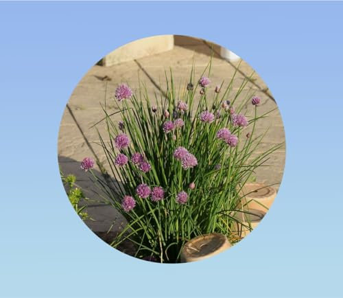 graines ciboulette 0,25 gramme soit environ 200 graines - ciboulette Civette - allium schoenoprasum