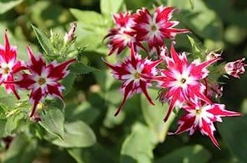 40 Grani Phlox à Fleur étoilée (Phlox Drumondii cuspidata Twin Star) Grano N29: Grani