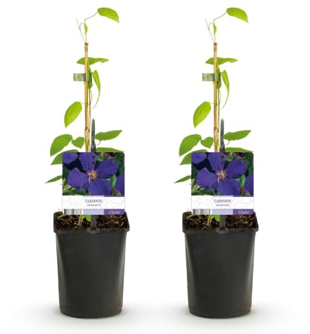 GreenboutiQ - Kletterpflanze - Clematis Jackmanii - Blüte Blau - Wenig Pflege - 2 Pflanzen - Topf 11cm Höhe 40cm