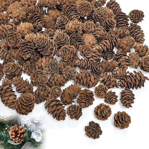 Minfuerang 200 Pièces Mini Pommes de Pin Naturelles Noël,Pommes de Pin de Mélèze 1-4 cm,Décorations de Cônes de pin pour Noël,Avent,Thanksgiving,Mariages,Automne,Hiver,DIY (Marron)