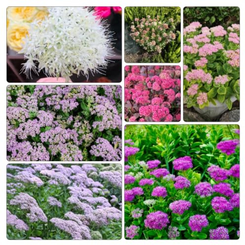 Semillas de sedum jardín rocas raro interior decoración 250pcs