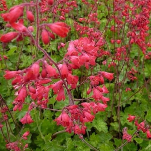 6x Purpurglöckchen 'Leuchtkäfer' - Heuchera sanguinea 'Leuchtkäfer' - Topf 9x9cm - Rote Blütenstaude