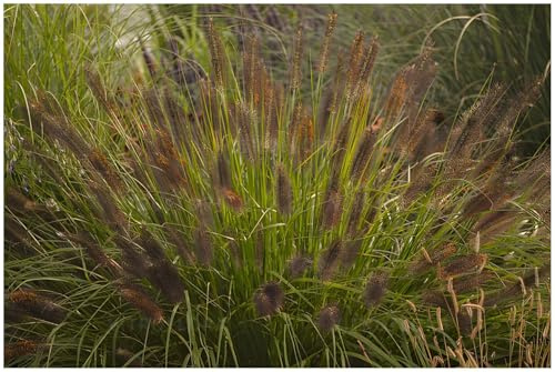 Stauden Gänge 1 x Pennisetum alopecuroides 'Weserbergland' im 1 Liter Topf (Ziergras/Gräser/Winterhart/Mehrjährig/Staude/Stauden) Lampenputzergras - Harmonie und Stil in jedem Garten