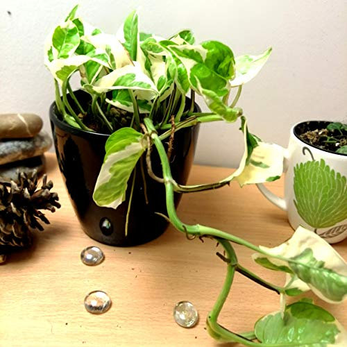 Easy Plants® Devil's Ivy Golden Pothos Ivy Arum House Plants in Ceramic Black Tall Tubus Pot