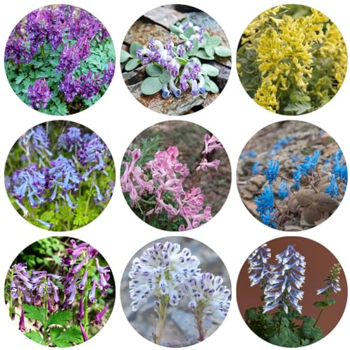 semillas de espuela de caballero, decoración de jardín para exteriores, espuela de caballero orgánicas, 130pcs