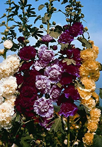 25 graines ROSE TREMIERE DOUBLE MELANGE (Alcea Rosea Plena) G820 SEEDS SAMEN SEMI