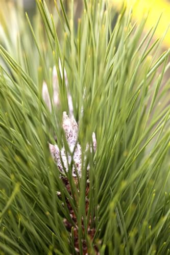 Schwarzkiefer Pinus nigra Green Tower 40-50 cm winterhart immergrün | Winterharte Nadelpflanze, dichter Sichtschutz, schnittvertraeglich, sonniger Standort, robust, langlebig, wintergruen