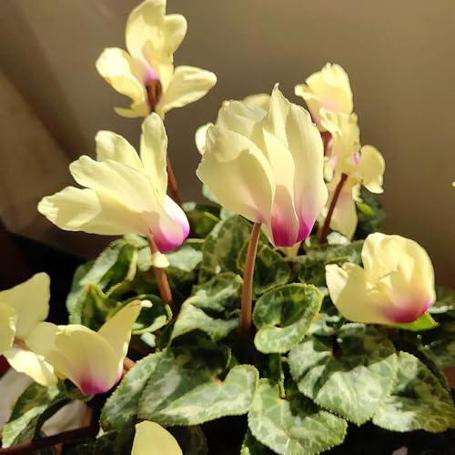 Alpenveilchen biosaatgut pflanzensamen exotisch indoor kräutergarten blumensaat kräuterbeet blumenwiesensaat kletterpflanze blumensamen kaufen dachbegrünung exotische zimmerpflanzen 25samen