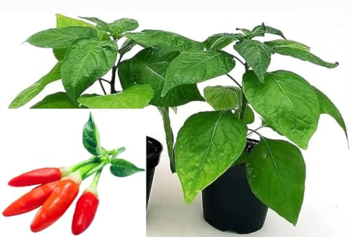 POWERS TO FLOWERS - PEPERONCINO TABASCO BIO, 2 PIANTE, Vaso 10cm, piante vere