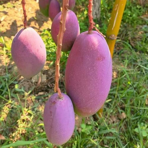 Generic 3 piezas Semillas de mango resistentes, Mangifera indica, para árboles frutales enanos