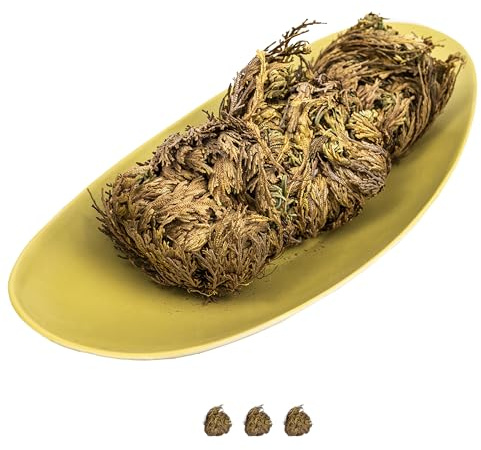 IFLO® Rose von Jericho XL Premium Set - Große Selaginella Lepidophylla Knollen - Echte Auferstehungspflanze Wüstenrose - Pflegeleichte Zimmerpflanze Deko Geschenk (3er Set XL - Große Knollen)