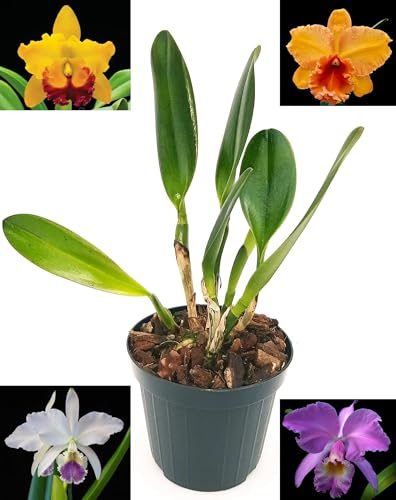 POWERS TO FLOWERS - CATTLEYA PIANTA ADULTA, VASO 15CM DIAMETRO. FIORITURA GARANTITA IN 6MESI, pianta vera