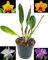 POWERS TO FLOWERS - CATTLEYA PIANTA ADULTA, VASO 15CM DIAMETRO. FIORITURA GARANTITA IN 6MESI, pianta vera