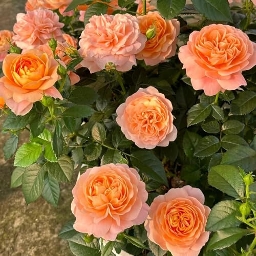 rosal ornamentales lugares soleados rosales trepadores semillas de tapizantes, resistentes al invierno balcón de en maceta Decoraciones jardines 150semillas
