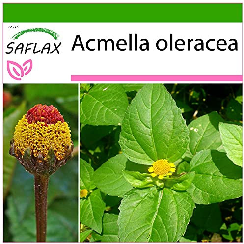 SAFLAX - Crescione del Brasile - 500 semi - Con substrato - Acmella oleracea