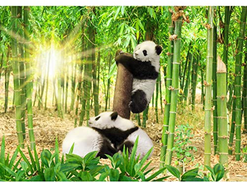 Runa Art Fototapete Panda Tiere Bambus 352 x 250 cm Vlies Tapeten XXL Moderne Wandtapete Wohnzimmer Schlafzimmer Grün Schwarz Weiss 9332011a