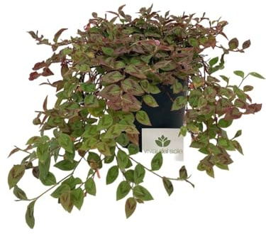 Persicaria Capitata Pianta ornamentale da esterno prodotta da Vivai del Sole vaso diametro cm 26