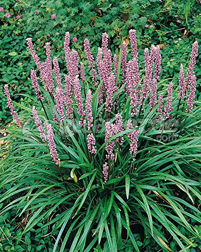 Stauden Gänge 10 x Liriope muscari 'Samantha' Rosa Lilientraube winterhart | Niedriges Ziergras für Sonne bis Halbschatten, Blüte August bis Oktober, mehrjährig, 1 L Topf (11x11 cm)