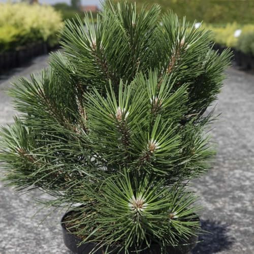 Pinus nigra 'Nana' | Compact Dwarf Black Pine | Spherical Mound Conifer for Small Gardens, Rockeries & Containers | Low Maintenance, Hardy Evergreen - 1x 3 Litre Potted Plant by Thompson & Morgan