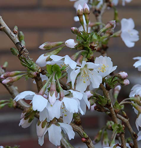 Geschlitzte Zierkirsche Kojou no mai 30-40cm - Prunus incisa - lebende Gartenpflanze aus den Baumschulen