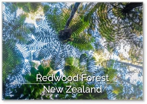 Riesige Farne im Redwood Forest, Rotorua, Neuseeland, Kühlschrankmagnet