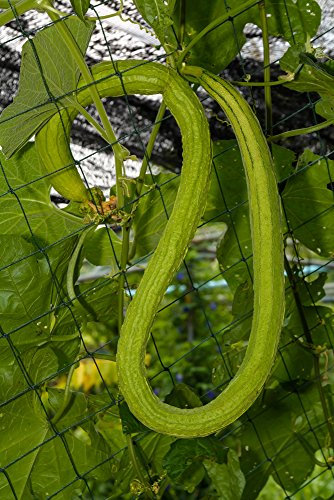 Cucumber 'Chinese Snake' 10 Seeds- Crispy,Long,Stripy,Coiled Like a Snake