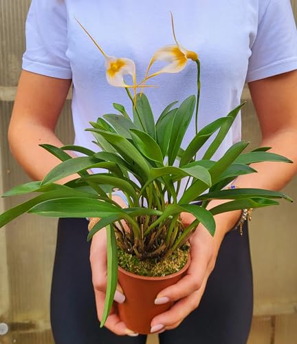 POWERS TO FLOWERS - ORCHIDEA, CATTLEYA, MASDEVALIA GIALLO CHIARO, pianta vera