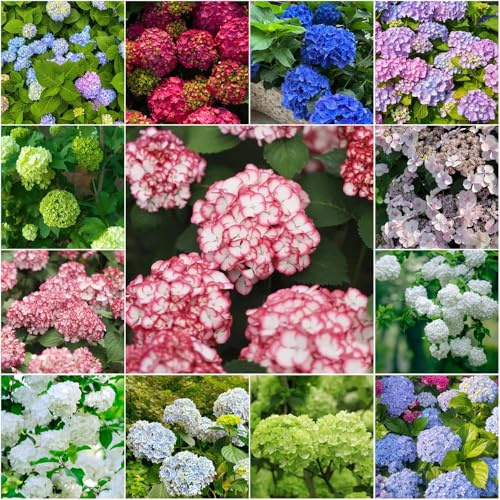 ortensia resistenti - semi da giardino semi bonsái decorazione balconi giardino balcone interni ortensia - Serie Rara resistenti 30pcs