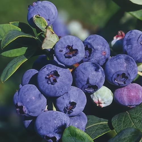 Heidelbeere Darrow 2L Pflanze für Anfänger und professionelle Gärtner - Ideal für Kleingarten, Garten - Schöne Pflanze mit ungewöhnlichen Blüten - Genießen Sie jeden Tag ihre Farben