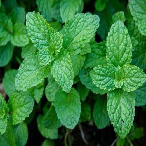 Semi di menta fresca e nuova, verde, 80 pezzi