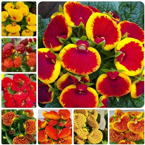Pantoffelblume - balkongewächshäuser Calceolaria herbeohybrida - garten blumensamen gastgeschenk blumensamen sommerblumen 450Samen