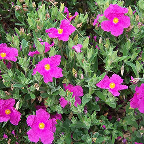 Cistus Pulverulentus Sunset Rock Rose Evergreen Hardy Outdoor Shrub Plant in Pot (9cm Pot, 15-30cm)