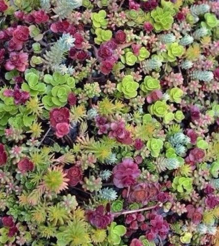Sedum miscelato 50 semillas suculentas eccellente copertura del terreno eseguire CombSH D45; solo semillas