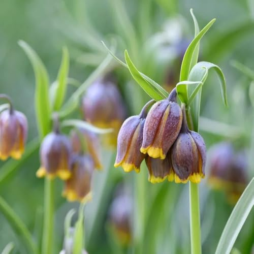 Bulbi di Crown Imperial, rare resistenti per il giardino bulbi di precoci vecchie varietà regali per giardinieri decorazione da giardino per esterni serre 15pcs
