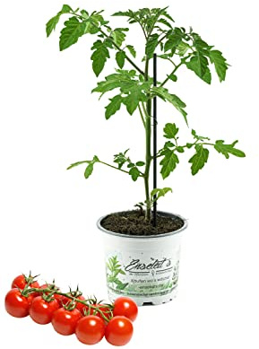 Tomatenpflanze Supersweet-100 F1 - Lupitos, Veredelte Kirschtomate, Cocktailtomate, Tomatenpflanzen Rot